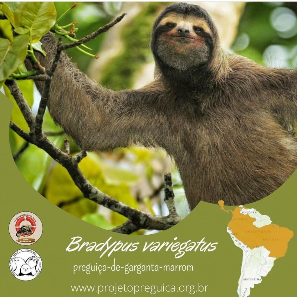 Preguiças do Brasil – Projeto Preguiça